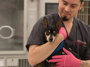 Top 5 Human Foods Dogs Shouldn’t Eat