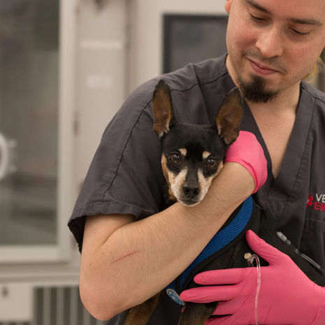 Top 5 Human Foods Dogs Shouldn’t Eat