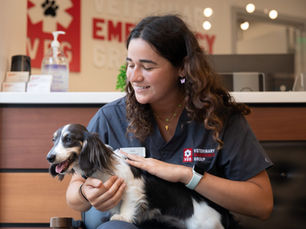 6 Vet Safety Tips for New Year's Eve with Pets