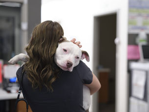 What Are the Symptoms of Antifreeze Poisoning in Dogs and Cats?