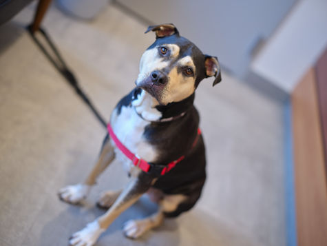 A black, white, and brown dog on a red leash sits on the floor at the vet hospital