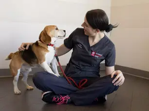 Dog Nosebleed: 6 Causes