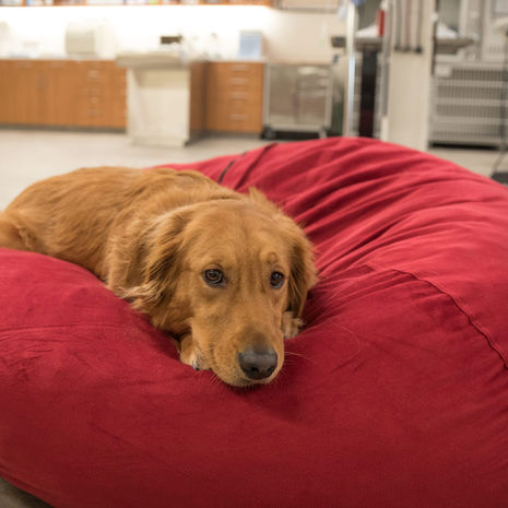 What You Should Do If Your Dog Breaks a Bone