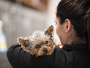 Dog Flu: Symptoms, Causes, and Treatment