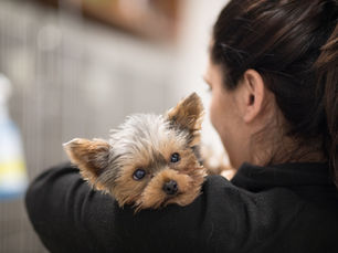 Dog Flu: Symptoms, Causes, and Treatment