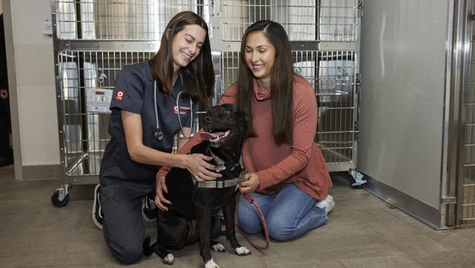 What to Expect at VEG