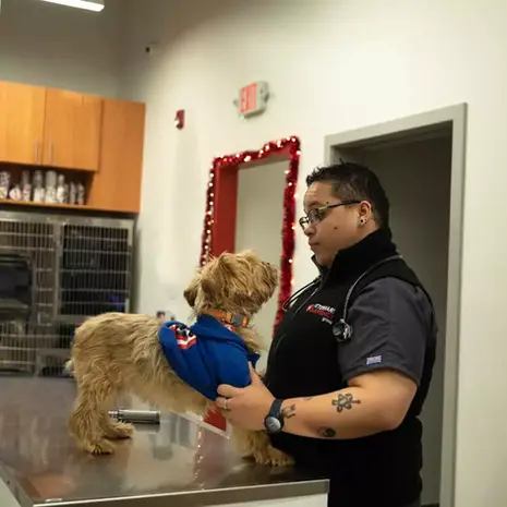 What to Do in a Pet Emergency