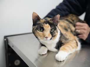 What to do if Your Cat Has Tapeworms