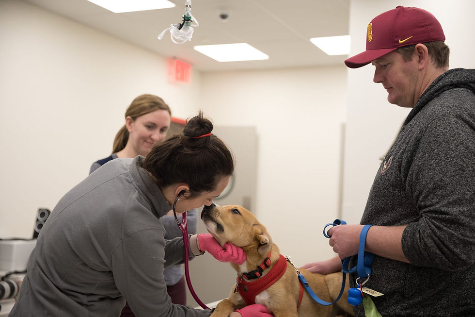 Water Safety for Pets: Tips Every Pet Parent Should Know