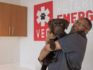 Dog Seizures: Symptoms and What You Can Do