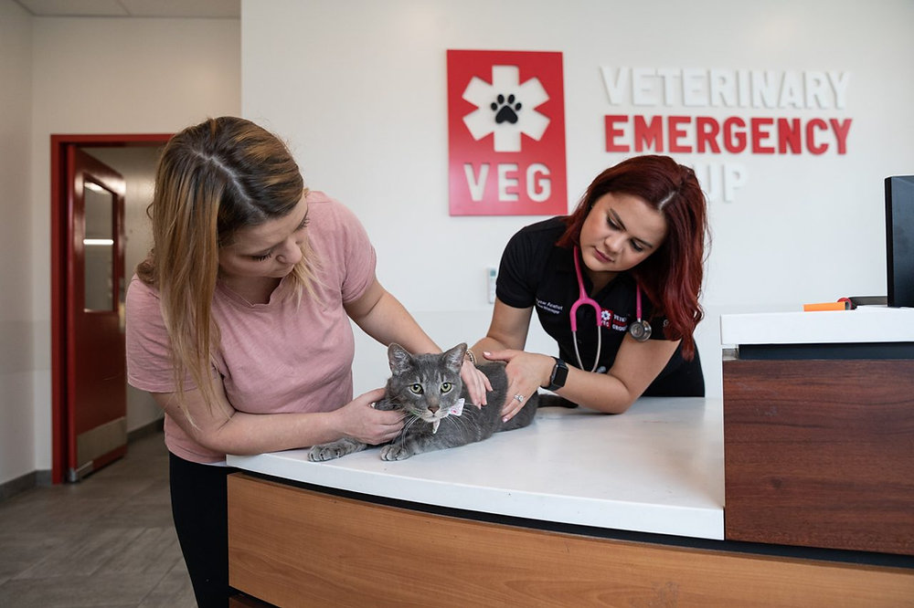 6 Reasons Why Protecting Your Cat from Feline Leukemia is Important ...