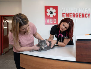 Protect Your Cat from Feline Leukemia (feLV) 