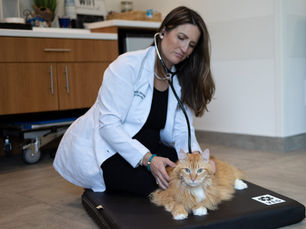 A female doctor in a white coat tends to an orange cat