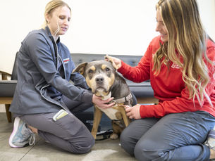 How to Recognize and Treat Pneumonia in Dogs