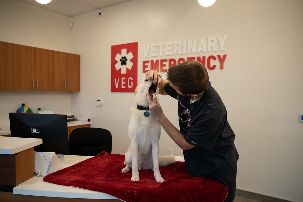 5 Things Dogs Ingest That Require Emergency Care Veterinary Emergency 5-things-dogs-ingest-that-require-emergency-care-veterinary-emergency