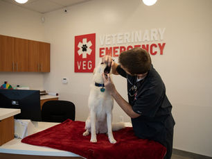 5 Things Dogs Eat That Require Emergency Vet Care