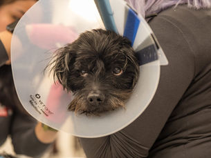 Holiday Pet Safety Tips: How to Avoid an Emergency