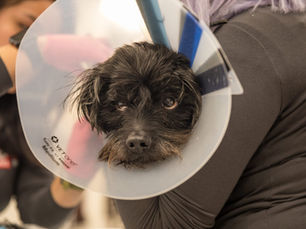 Holiday Pet Safety Tips: How to Avoid an Emergency