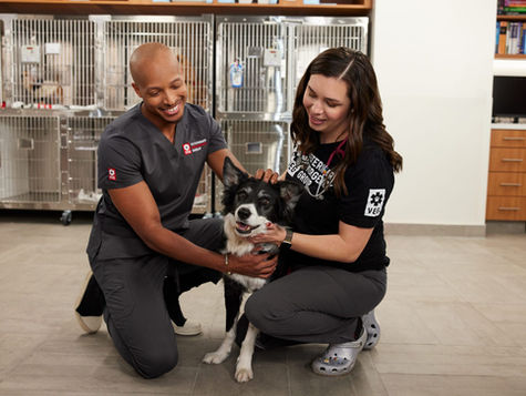 Top 5 Winter Pet Emergencies