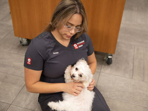 What is Mange in Dogs?