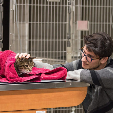 Cat Diarrhea and Vomiting: Causes and When to Go to the Emergency Vet