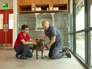 My Dog Ate Weed, What Should I Do Now?