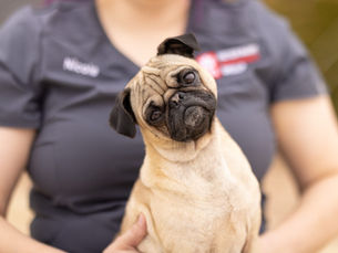 Dog Park Safety Tips: How to Avoid an Emergency Situation 