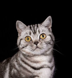 chat sfhf