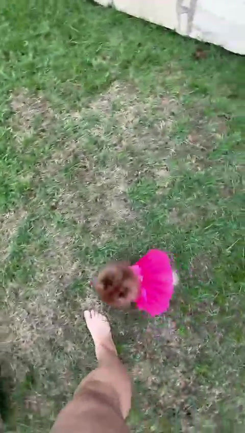 Miniatura: CHOCOLATE AND TAN - FÊMEA