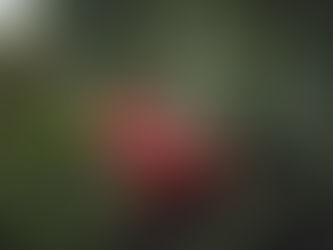 What’s Different About SEO in Southwest Florida in 2026