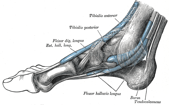 Tarsaalitunnelin anatomia