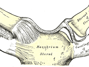 SC-nivel eli rintalasta-solisluunivel | Anatomia ja toiminta