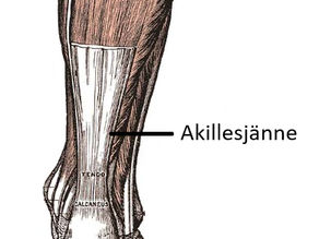 Jänteen rakenne ja toiminta