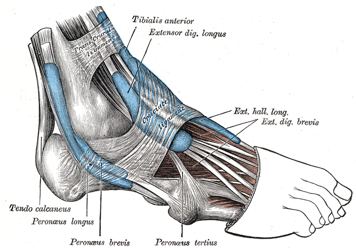 Nilkan anatomia