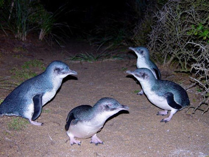 penguins.jpg