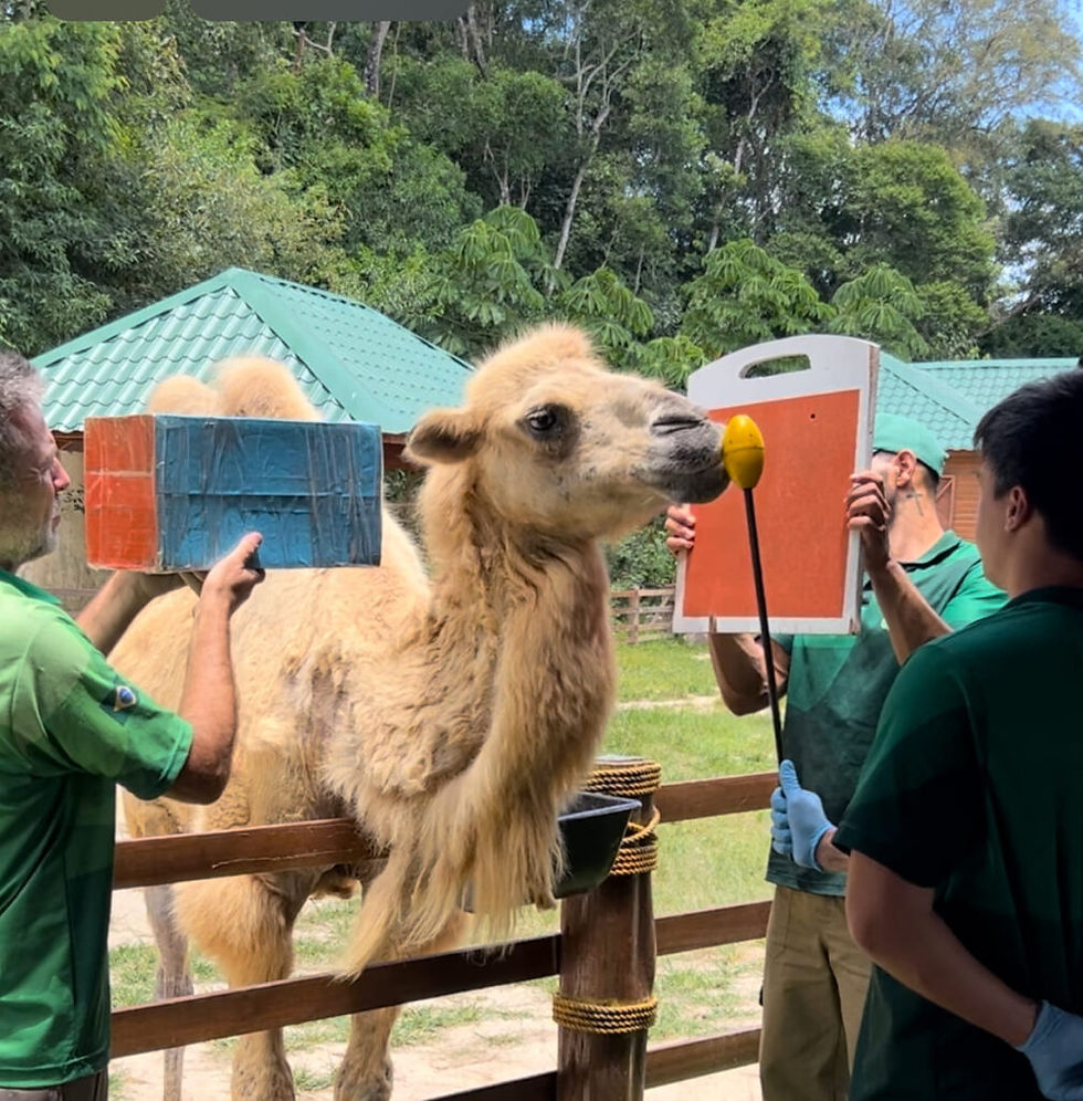 Miniatura: Animalia Park – Um dia de diversão para toda a família!