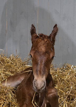 Lippitt colt 2026 Mylark Beau Mint x Primrose Treasures Untold..jpg