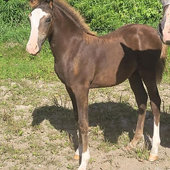 BARONCREST LADY FRANCESA
