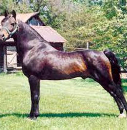 EQUINOX BEAUBROOK

