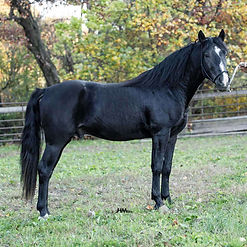 GREEN DIAMOND RISE'NSHINE