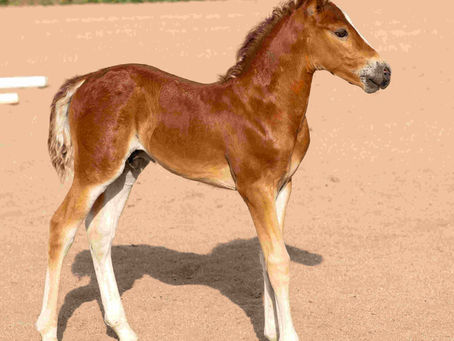 Aliyah Vanguard Reveille