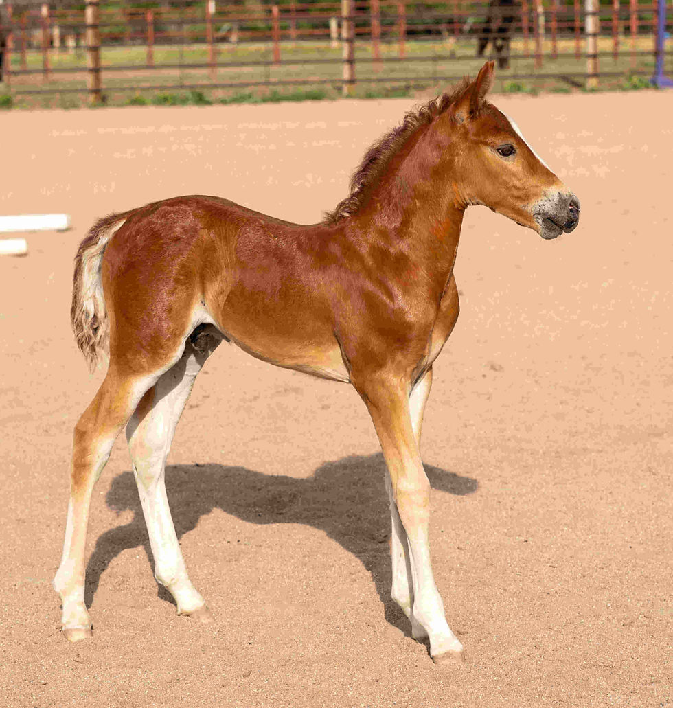 Aliyah Vanguard Reveille
