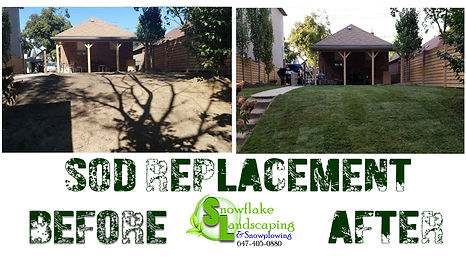 Before and after SOD REPLACEMENT