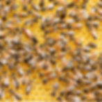Abeilles sur alvéoles de cire