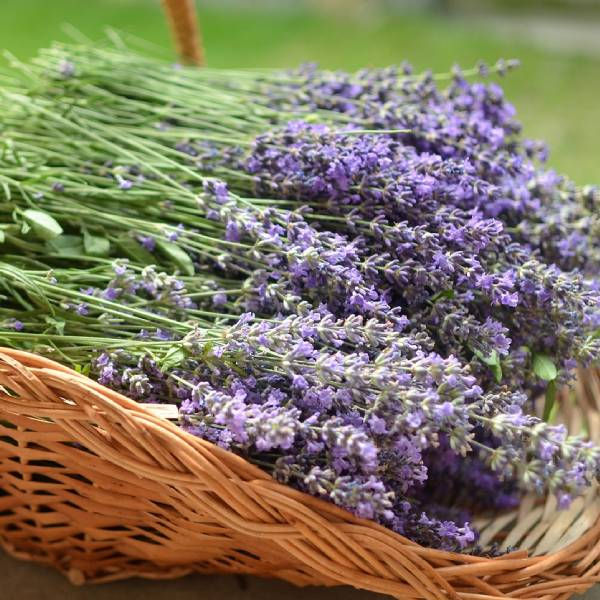 bouquet de lavande présenté dans un panier en osier