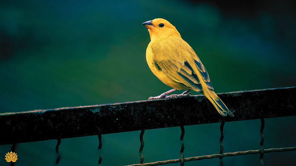 Energetic Boundaries - Unavailable for Energetic Nonsense