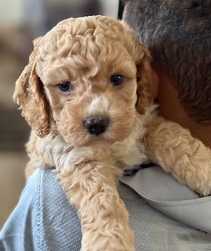 Hazel's Available Baby
