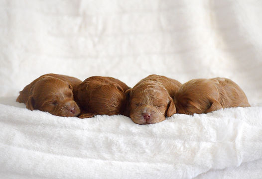 Hazel's Females