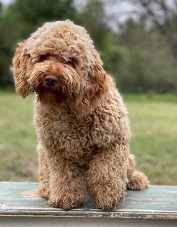 Apricot Cockapoo