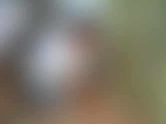 Cellulose Insulation